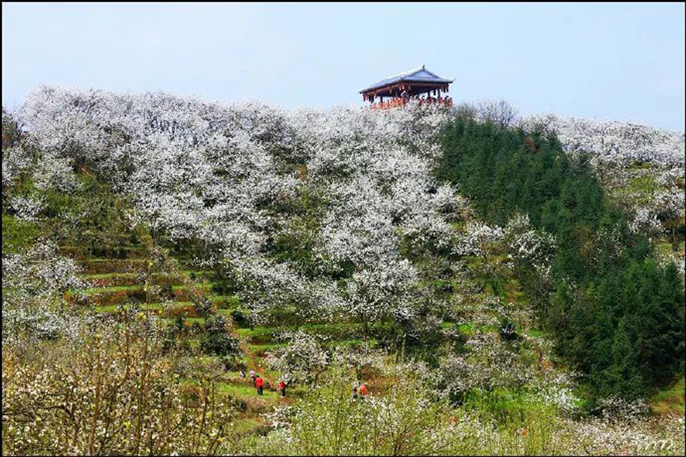 【春天，广西桂林灌阳县向您发出邀请！】我们在灌阳看梨花 - 游山玩水 - 汉中生活社区 - 汉中28生活网 hanzhong.28life.net