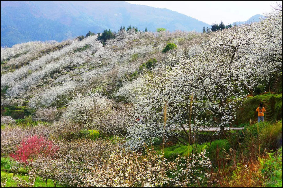 【春天，广西桂林灌阳县向您发出邀请！】我们在灌阳看梨花 - 游山玩水 - 汉中生活社区 - 汉中28生活网 hanzhong.28life.net
