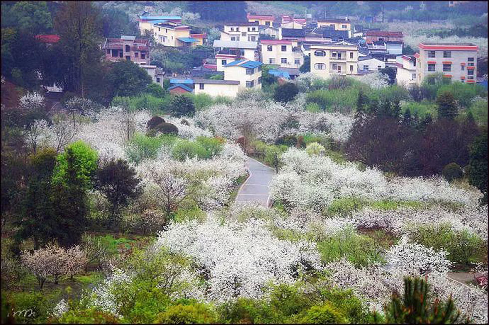 【春天，广西桂林灌阳县向您发出邀请！】我们在灌阳看梨花 - 游山玩水 - 汉中生活社区 - 汉中28生活网 hanzhong.28life.net