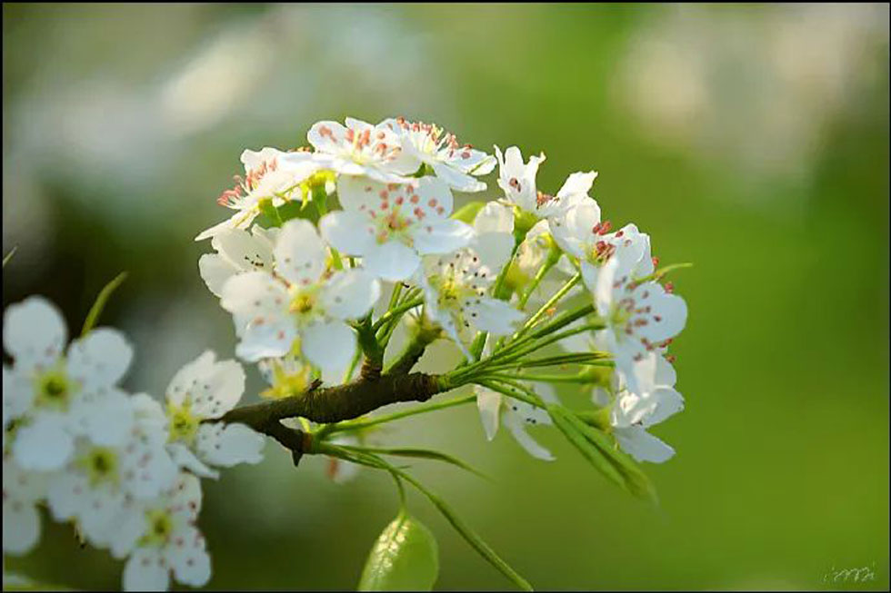 【春天，广西桂林灌阳县向您发出邀请！】我们在灌阳看梨花 - 游山玩水 - 汉中生活社区 - 汉中28生活网 hanzhong.28life.net