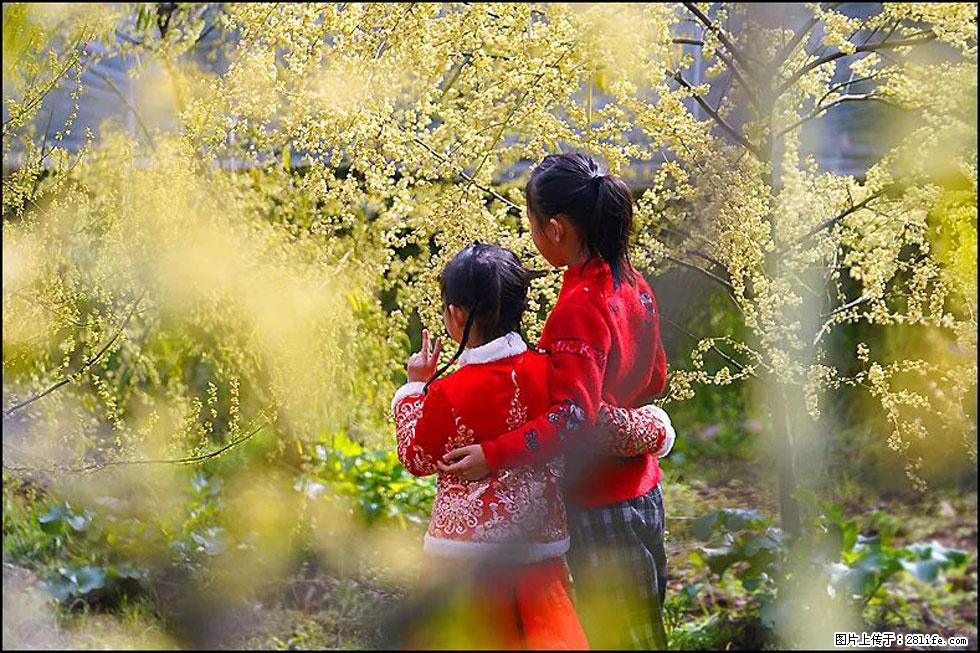 【春天，广西桂林灌阳县向您发出邀请！】米珠山前有片山苍子花在飘香 - 游山玩水 - 汉中生活社区 - 汉中28生活网 hanzhong.28life.net