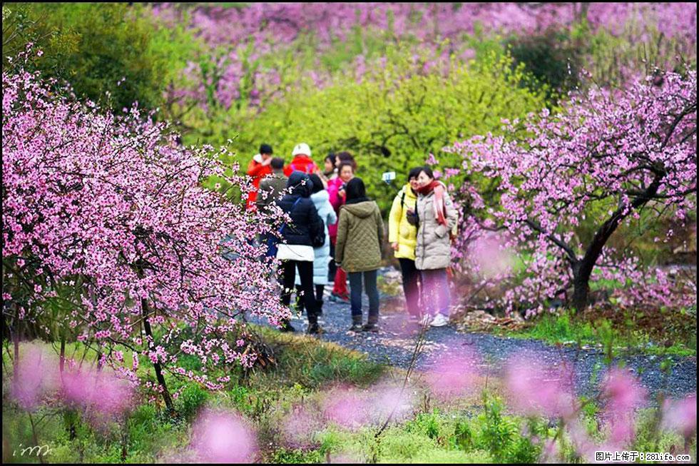 【春天，广西桂林灌阳县向您发出邀请！】官庄村有个醉美的桃花园 - 游山玩水 - 汉中生活社区 - 汉中28生活网 hanzhong.28life.net