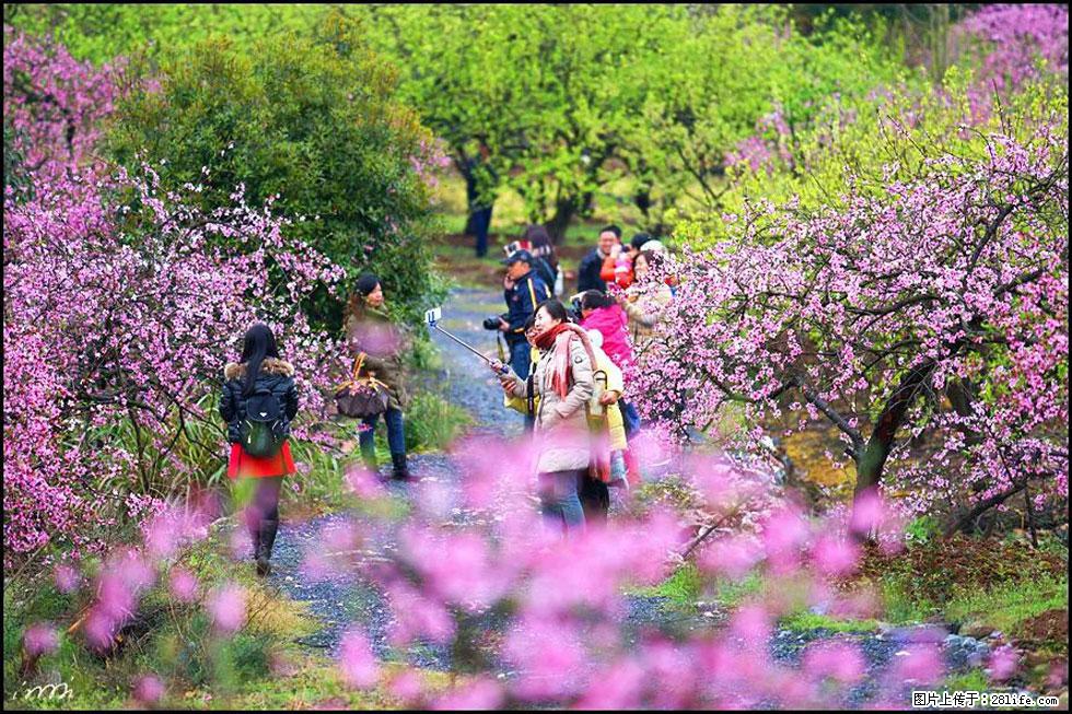 【春天，广西桂林灌阳县向您发出邀请！】官庄村有个醉美的桃花园 - 游山玩水 - 汉中生活社区 - 汉中28生活网 hanzhong.28life.net