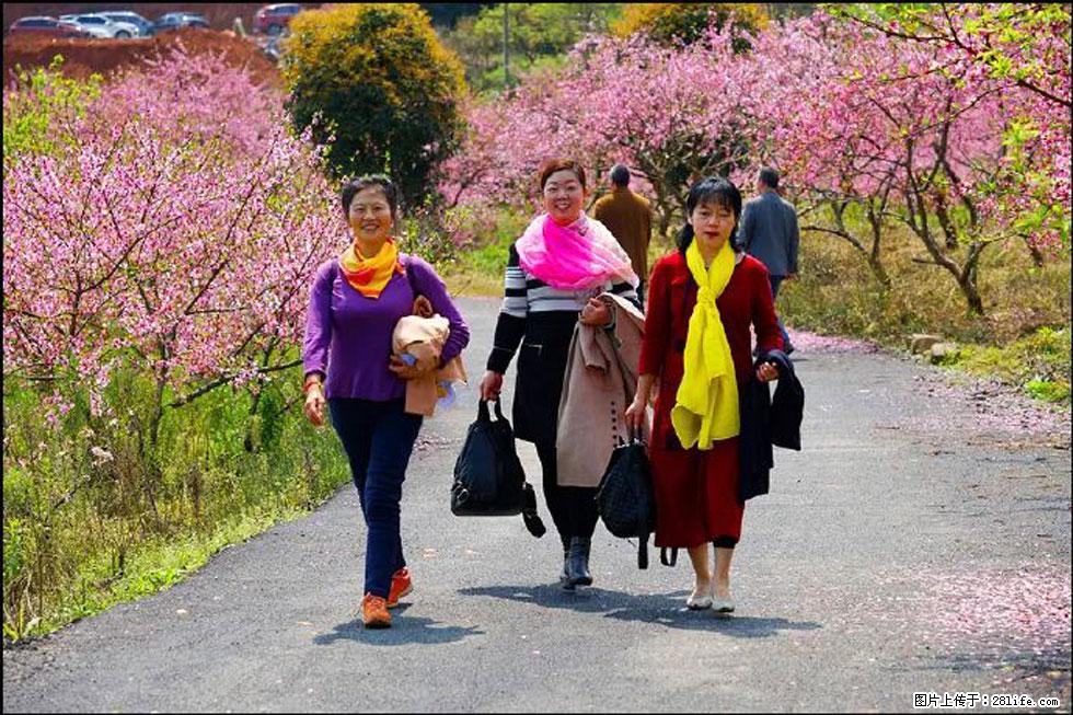 【春天，广西桂林灌阳县向您发出邀请！】官庄村有个醉美的桃花园 - 游山玩水 - 汉中生活社区 - 汉中28生活网 hanzhong.28life.net