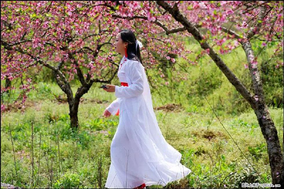 【春天，广西桂林灌阳县向您发出邀请！】官庄村有个醉美的桃花园 - 游山玩水 - 汉中生活社区 - 汉中28生活网 hanzhong.28life.net
