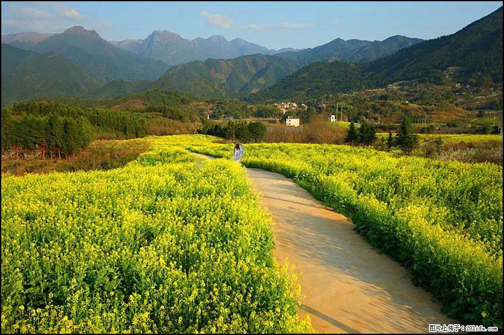 【春天，广西桂林灌阳县向您发出邀请！】长坪村油菜盛情花开 - 游山玩水 - 汉中生活社区 - 汉中28生活网 hanzhong.28life.net