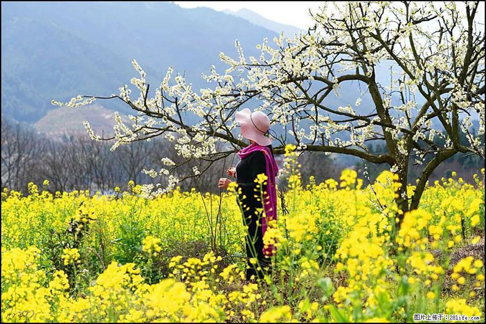 【春天，广西桂林灌阳县向您发出邀请！】长坪村油菜盛情花开 - 游山玩水 - 汉中生活社区 - 汉中28生活网 hanzhong.28life.net