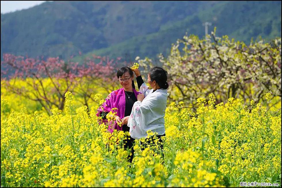 【春天，广西桂林灌阳县向您发出邀请！】长坪村油菜盛情花开 - 游山玩水 - 汉中生活社区 - 汉中28生活网 hanzhong.28life.net