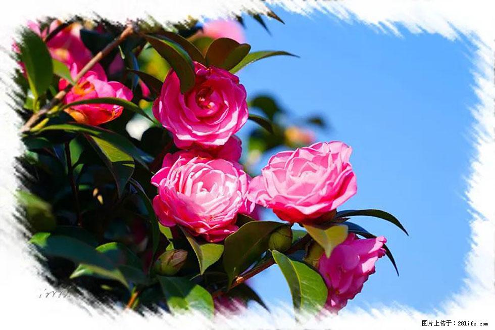【春天，广西桂林灌阳县向您发出邀请！】杨柳井茶花惹人爱 - 游山玩水 - 汉中生活社区 - 汉中28生活网 hanzhong.28life.net