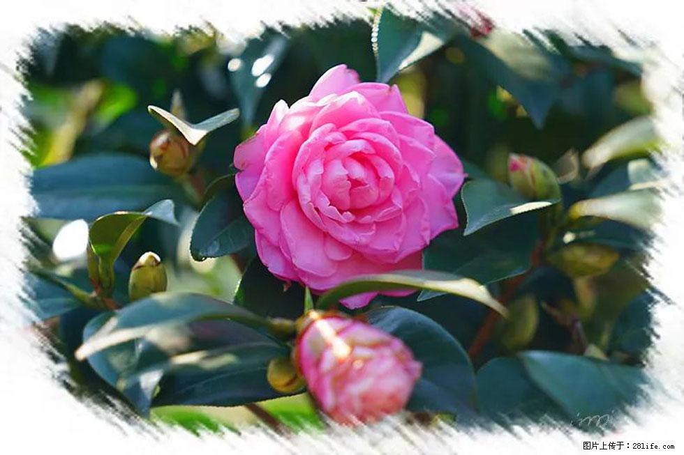 【春天，广西桂林灌阳县向您发出邀请！】杨柳井茶花惹人爱 - 游山玩水 - 汉中生活社区 - 汉中28生活网 hanzhong.28life.net