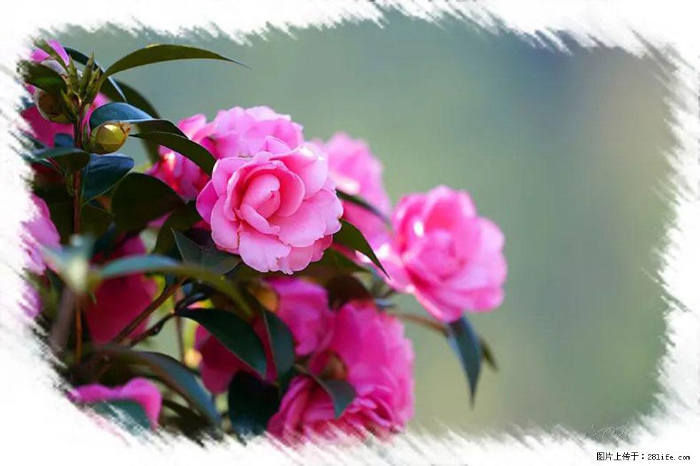 【春天，广西桂林灌阳县向您发出邀请！】杨柳井茶花惹人爱 - 游山玩水 - 汉中生活社区 - 汉中28生活网 hanzhong.28life.net