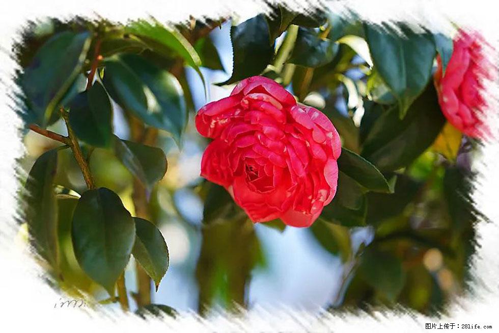 【春天，广西桂林灌阳县向您发出邀请！】杨柳井茶花惹人爱 - 游山玩水 - 汉中生活社区 - 汉中28生活网 hanzhong.28life.net