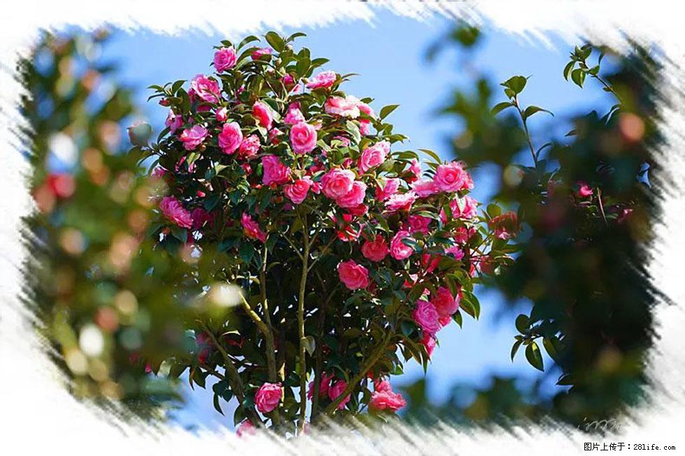 【春天，广西桂林灌阳县向您发出邀请！】杨柳井茶花惹人爱 - 游山玩水 - 汉中生活社区 - 汉中28生活网 hanzhong.28life.net