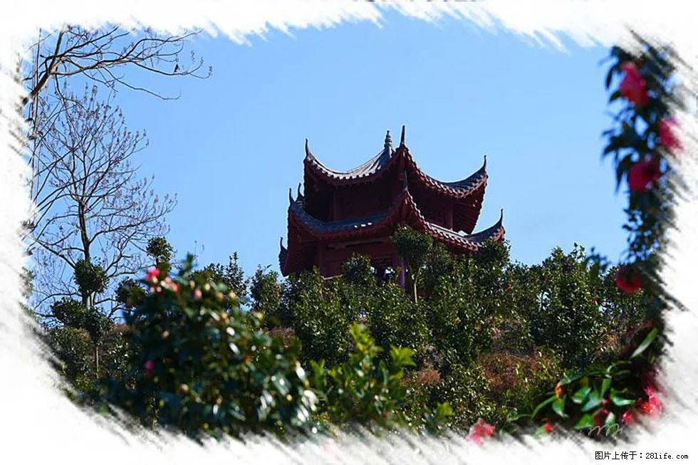 【春天，广西桂林灌阳县向您发出邀请！】杨柳井茶花惹人爱 - 游山玩水 - 汉中生活社区 - 汉中28生活网 hanzhong.28life.net