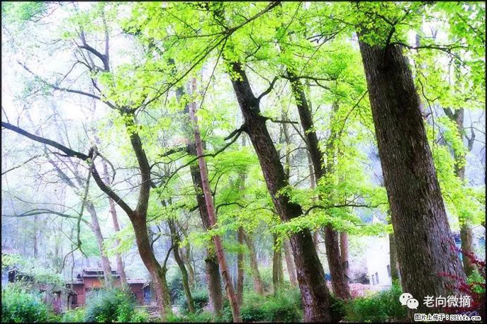 【春天，广西桂林灌阳县向您发出邀请！】在小龙村与春天约会 - 游山玩水 - 汉中生活社区 - 汉中28生活网 hanzhong.28life.net