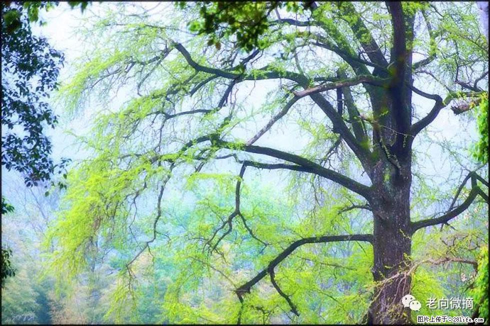 【春天，广西桂林灌阳县向您发出邀请！】在小龙村与春天约会 - 游山玩水 - 汉中生活社区 - 汉中28生活网 hanzhong.28life.net