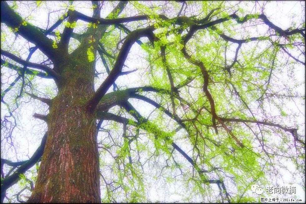 【春天，广西桂林灌阳县向您发出邀请！】在小龙村与春天约会 - 游山玩水 - 汉中生活社区 - 汉中28生活网 hanzhong.28life.net