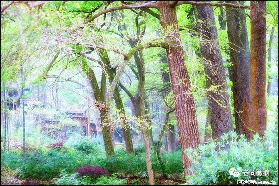 【春天，广西桂林灌阳县向您发出邀请！】在小龙村与春天约会 - 游山玩水 - 汉中生活社区 - 汉中28生活网 hanzhong.28life.net