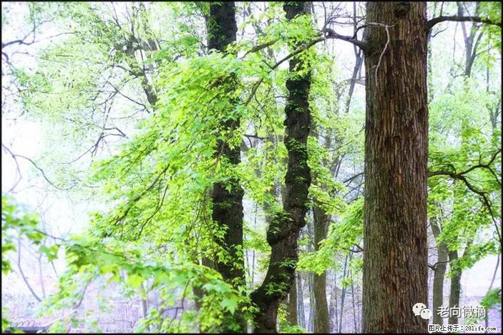 【春天，广西桂林灌阳县向您发出邀请！】在小龙村与春天约会 - 游山玩水 - 汉中生活社区 - 汉中28生活网 hanzhong.28life.net