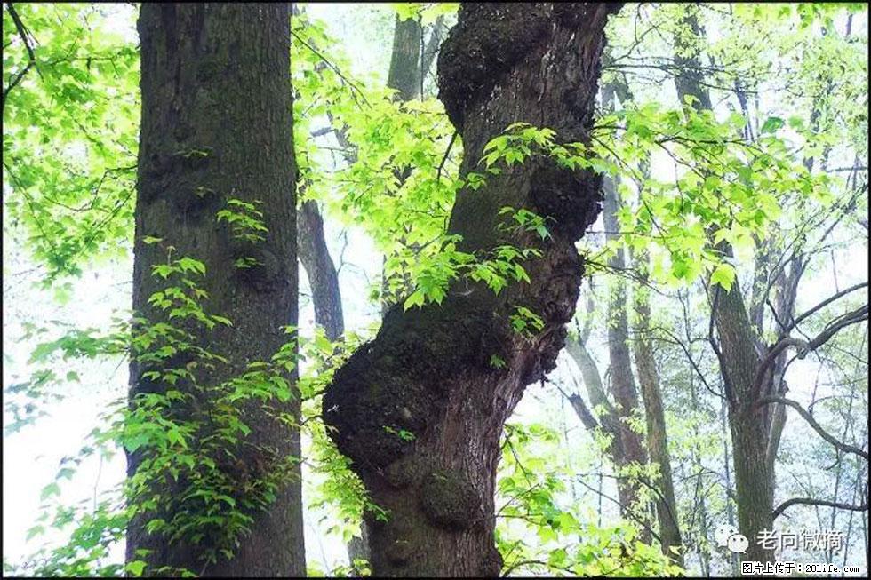 【春天，广西桂林灌阳县向您发出邀请！】在小龙村与春天约会 - 游山玩水 - 汉中生活社区 - 汉中28生活网 hanzhong.28life.net