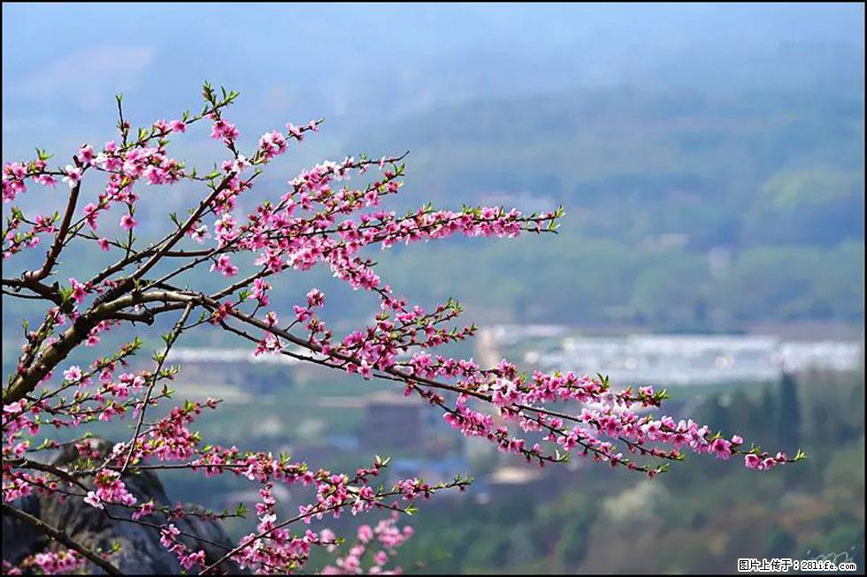 【春天，广西桂林灌阳县向您发出邀请！】望月岭上桃花开 - 游山玩水 - 汉中生活社区 - 汉中28生活网 hanzhong.28life.net