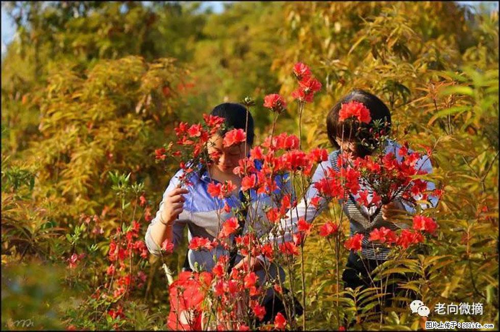 【春天，广西桂林灌阳县向您发出邀请！】登麒麟山，相约映山红 - 游山玩水 - 汉中生活社区 - 汉中28生活网 hanzhong.28life.net