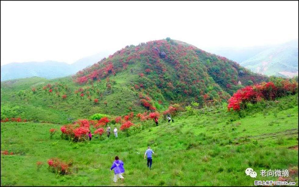 【春天，广西桂林灌阳县向您发出邀请！】宝盖山上映山红 - 游山玩水 - 汉中生活社区 - 汉中28生活网 hanzhong.28life.net
