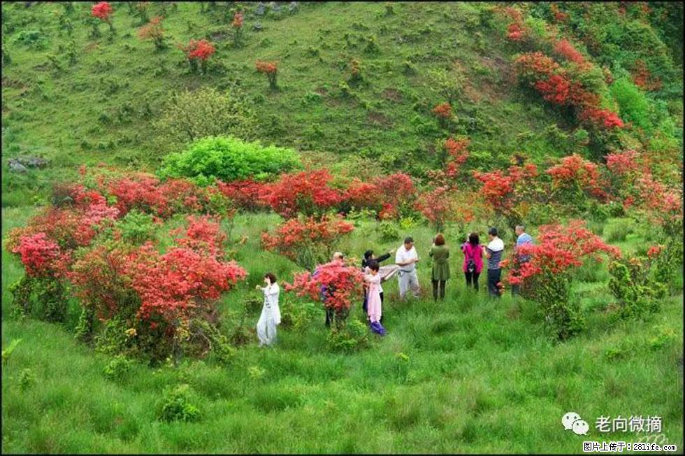 【春天，广西桂林灌阳县向您发出邀请！】宝盖山上映山红 - 游山玩水 - 汉中生活社区 - 汉中28生活网 hanzhong.28life.net