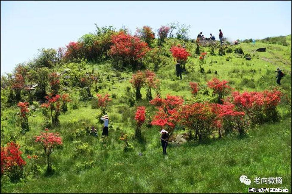 【春天，广西桂林灌阳县向您发出邀请！】宝盖山上映山红 - 游山玩水 - 汉中生活社区 - 汉中28生活网 hanzhong.28life.net