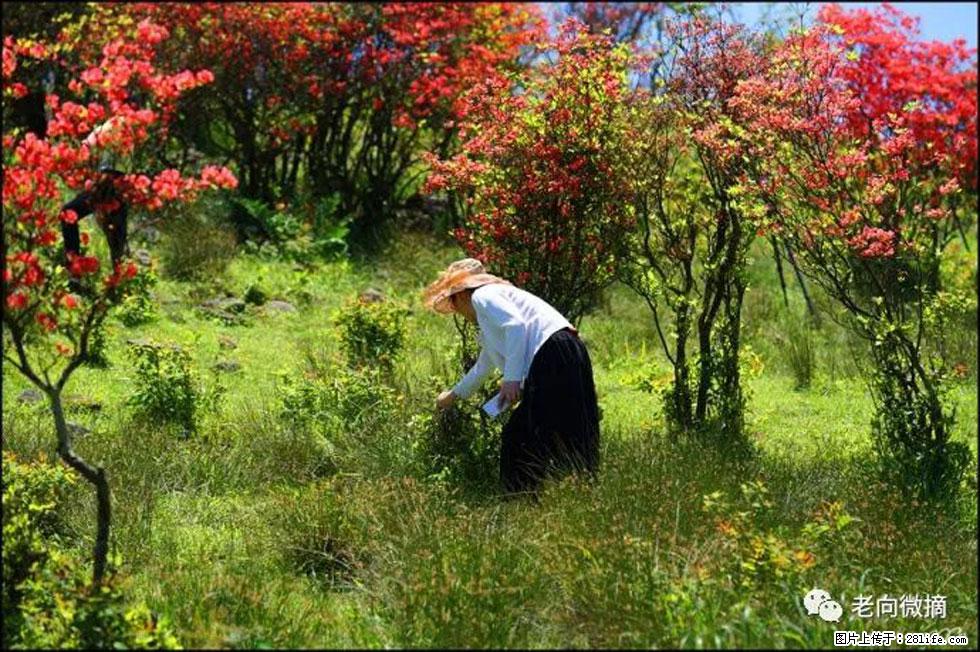 【春天，广西桂林灌阳县向您发出邀请！】宝盖山上映山红 - 游山玩水 - 汉中生活社区 - 汉中28生活网 hanzhong.28life.net