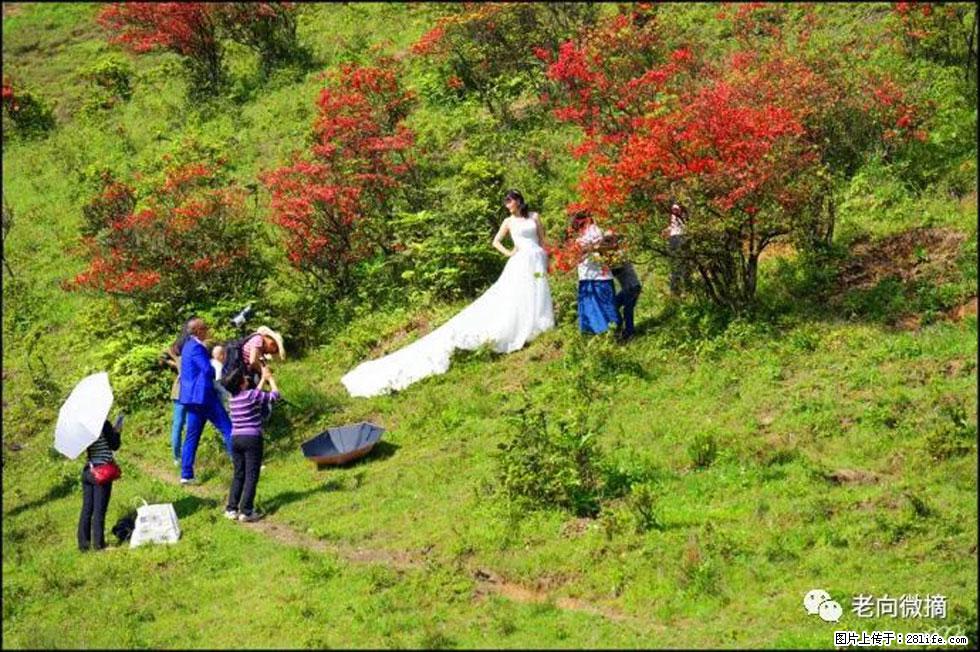 【春天，广西桂林灌阳县向您发出邀请！】宝盖山上映山红 - 游山玩水 - 汉中生活社区 - 汉中28生活网 hanzhong.28life.net