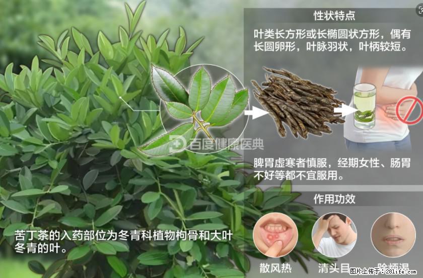 苦丁茶有哪些功效和作用 - 生活百科 - 汉中生活社区 - 汉中28生活网 hanzhong.28life.net