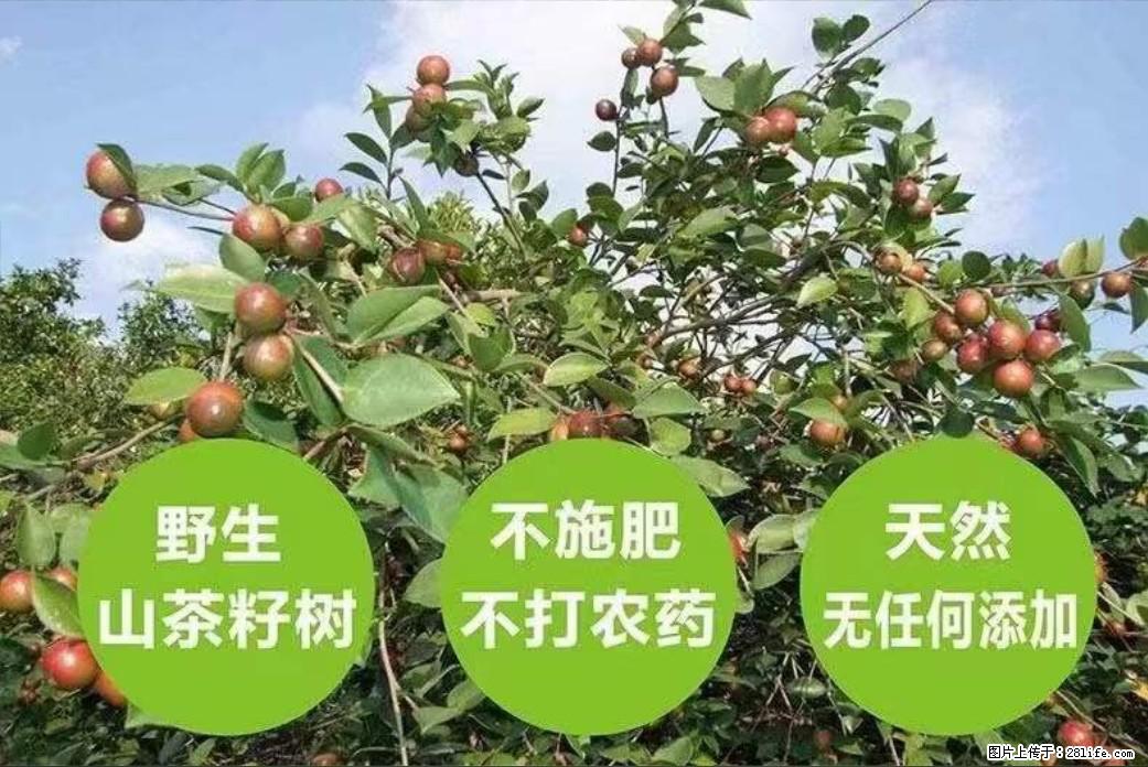 【灌阳县油茶产业示范区】一个有着充实的精神生活的人，对待身外之物自会有一种淡泊的态度 - 美食天地 - 汉中生活社区 - 汉中28生活网 hanzhong.28life.net