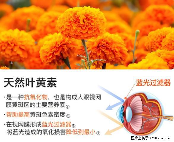 叶黄素有什么功效和作用 - 生活百科 - 汉中生活社区 - 汉中28生活网 hanzhong.28life.net