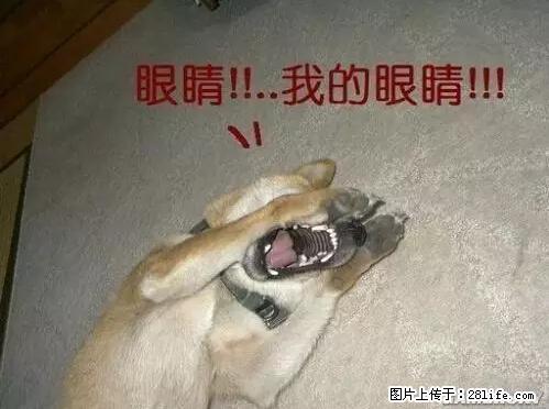 笑癫了！一女的怀孕三年未生，他终于忍不住了... - 娱乐八卦 - 汉中生活社区 - 汉中28生活网 hanzhong.28life.net