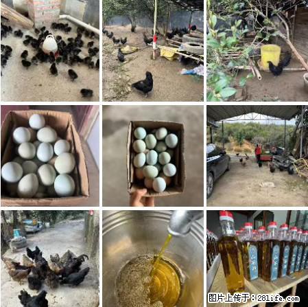 油茶园从小鸡仔开始养起的纯土鸡、土鸡蛋可以预定啦！还有前几天刚榨的纯山茶油哦 - 土特产 - 饮食特产 - 汉中分类信息 - 汉中28生活网 hanzhong.28life.net