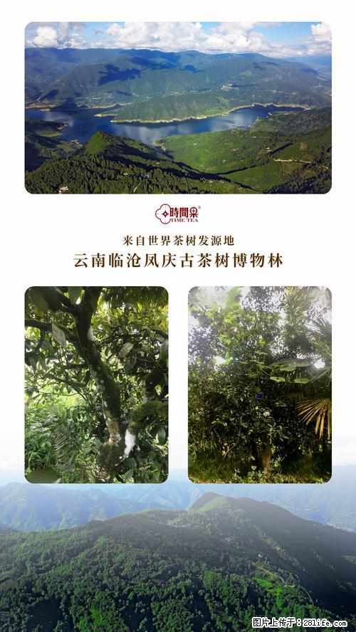 时间果百年古树2025年春红茶 - 购物交流 - 汉中生活社区 - 汉中28生活网 hanzhong.28life.net