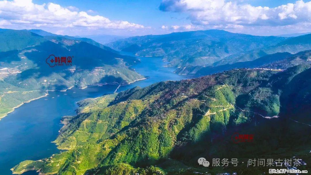 时间果百年古树龙珠普洱生茶 - 购物交流 - 汉中生活社区 - 汉中28生活网 hanzhong.28life.net