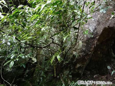 平乐石崖茶，珍贵仅次于金花茶 - 汉中生活资讯 - 汉中28生活网 hanzhong.28life.net