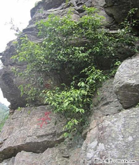 平乐石崖茶，珍贵仅次于金花茶 - 汉中生活资讯 - 汉中28生活网 hanzhong.28life.net