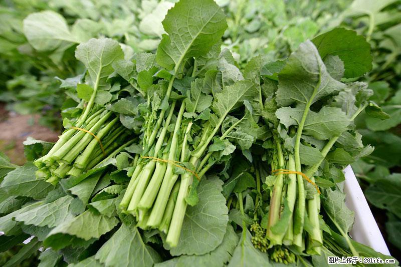 这些蔬菜是“天然钙片”，这6种被医生重点推荐 - 汉中生活资讯 - 汉中28生活网 hanzhong.28life.net